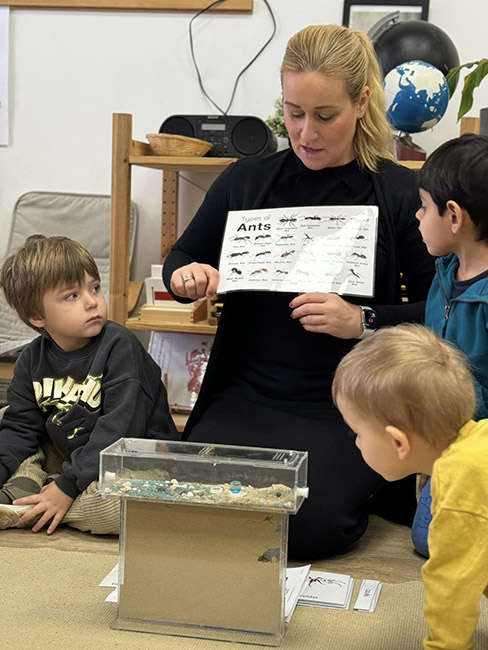 mrowisko formikarium w szkole montessori