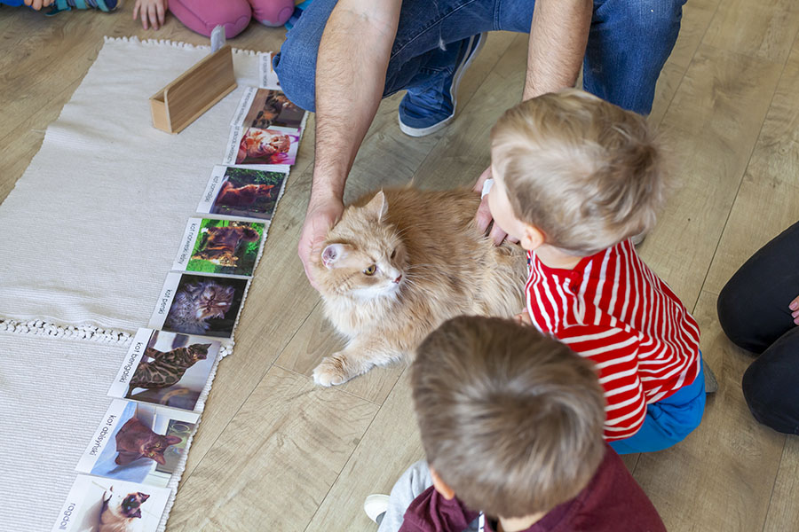 siberian cat at cat day.