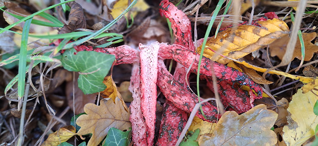 okratek australijski