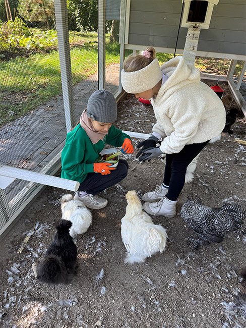 podlaski kurnik karmienie silki