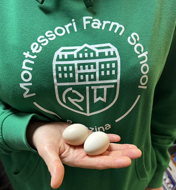 jajka od kur silka farma brzezina