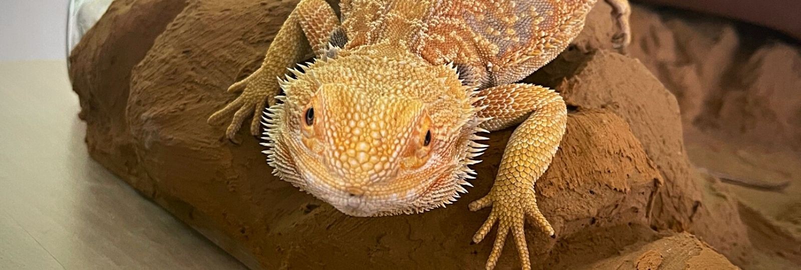 Exotic reptiles workshop at the Montessori Academy