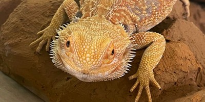 snakes and lizards at our Montessori Academy