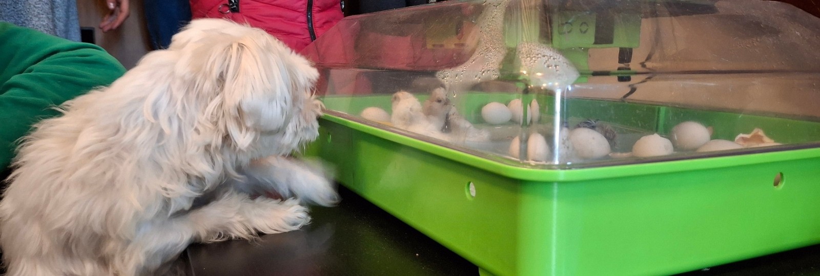 Are you curious about how chicken chicks hatch?