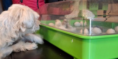 chicken chicks hatch