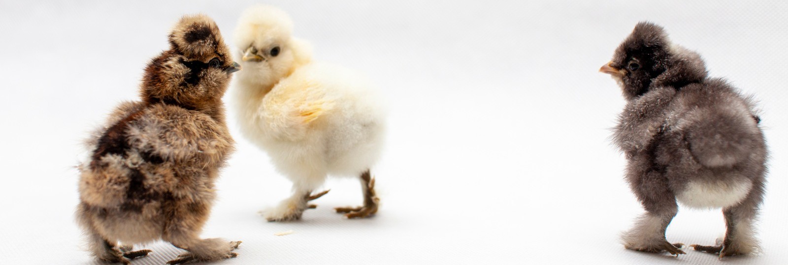 Happy Easter!