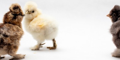 happy easter card