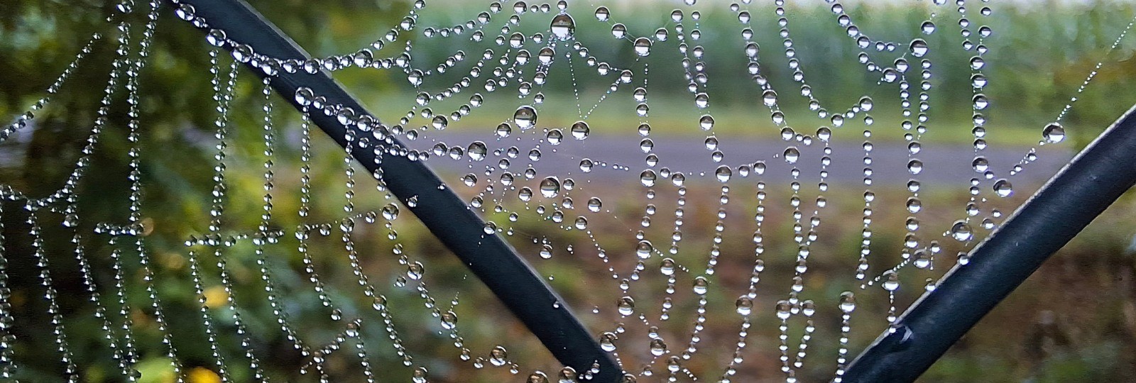 The autumn weather does not discourage us.