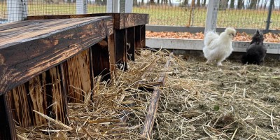 Wielkie poruszenie w kurniku: Pierwsze jajka od kurek Silki i nowe gniazda!
