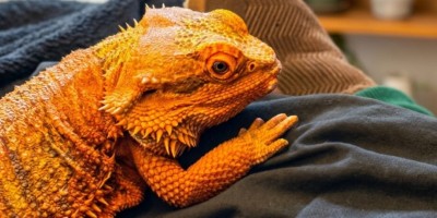 Bliskie spotkania z naturą: gady, płazy i nowi mieszkańcy naszej społeczności