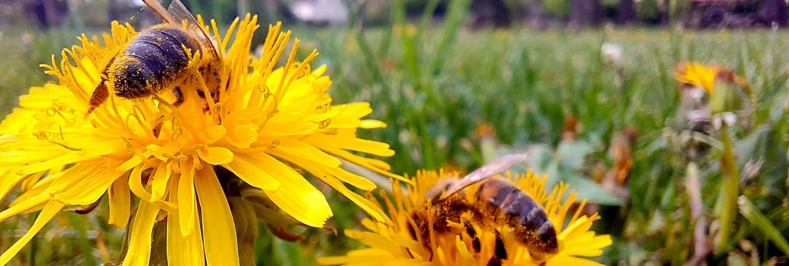 Spring Rhythms at our Academy: From gardening to nature observations
