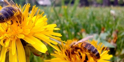Spring Rhythms at our Academy: From gardening to nature observations